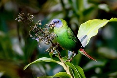 Erythrura trichroa