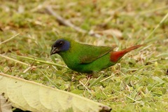 Erythrura trichroa