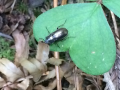 Platyceroides infernus