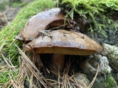 Suillus fuscotomentosus