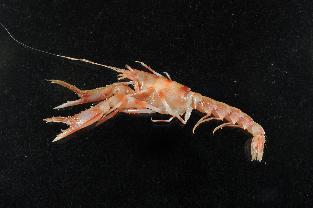 Axiidae