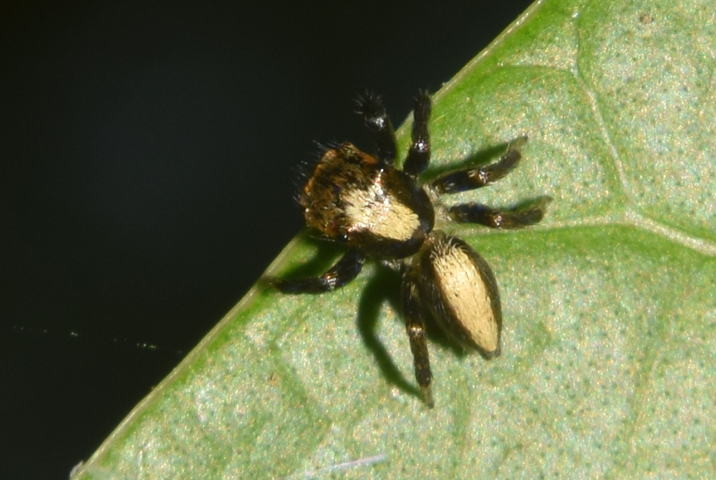 Thyene bivittata