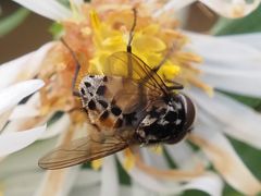 Graphomya maculata