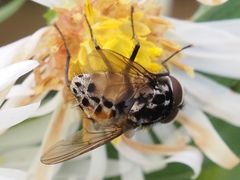 Graphomya maculata