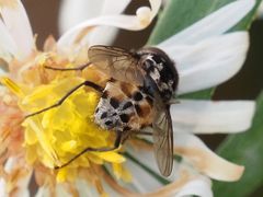Graphomya maculata