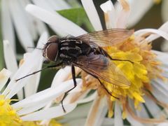 Graphomya maculata