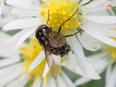 Graphomya maculata