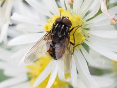 Graphomya maculata