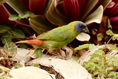 Erythrura trichroa