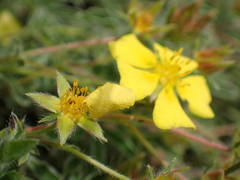 Potentilla hirta
