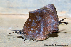 Mahathala ameria