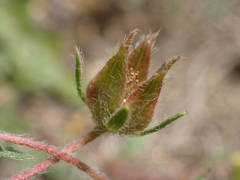 Potentilla hirta