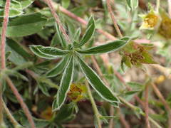 Potentilla hirta