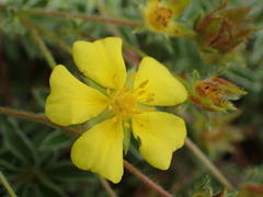 Potentilla hirta