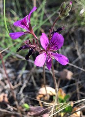 Pelargonium rodneyanum