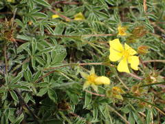 Potentilla hirta