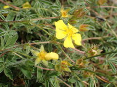 Potentilla hirta