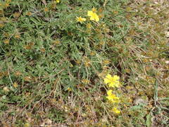 Potentilla hirta