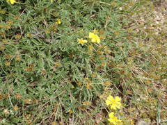 Potentilla hirta