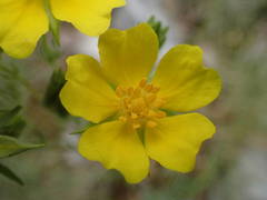 Potentilla hirta