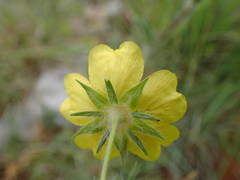 Potentilla hirta