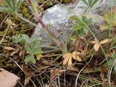 Potentilla hirta