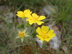 Potentilla hirta