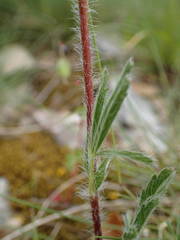 Potentilla hirta