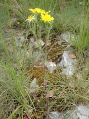 Potentilla hirta