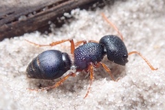 Ephutomorpha porrecticeps