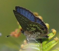 Eicochrysops pauliani
