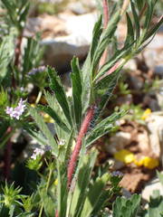 Potentilla hirta