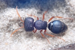 Ephutomorpha porrecticeps