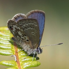 Eicochrysops pauliani