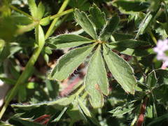 Potentilla hirta