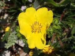 Potentilla hirta