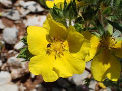 Potentilla hirta