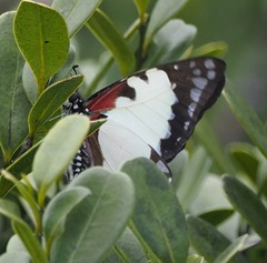 Graphium endochus