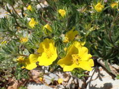 Potentilla hirta
