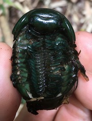 Zoosphaerium neptunus