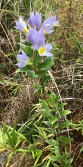 Gentianeae