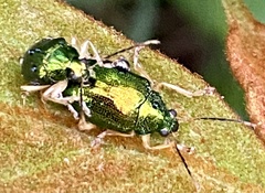 Colaspis laeta