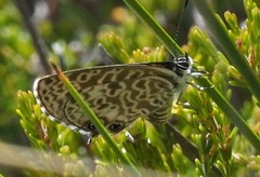 Leptotes rabefaner