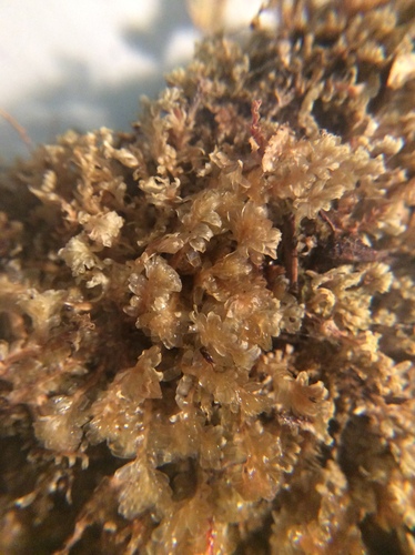 zdvojenec belavý (Diplophyllum albicans)
