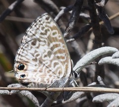 Leptotes rabefaner