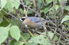 Schistochlamys ruficapillus