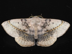 Anthela varia