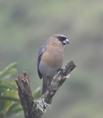 Schistochlamys ruficapillus