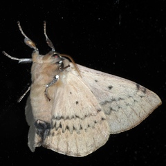 Anthela varia