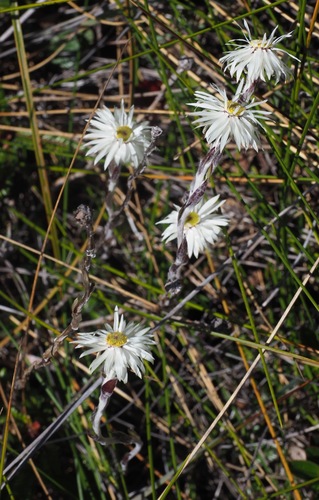 Helichrysum chamaeyucca image